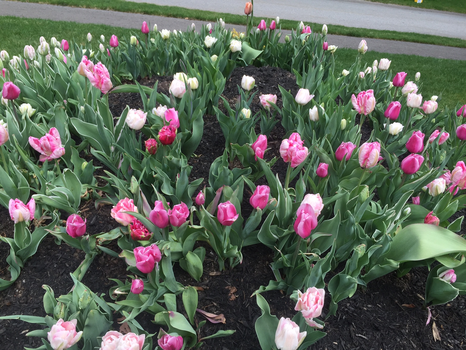 Pink Tulips
